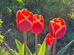 Tulpen