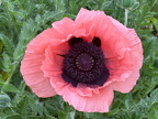 Türkischer Mohn