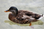weibliche Ente