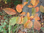 Herbst 2024