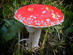 Amanita-muscaria