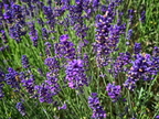 Lavendel