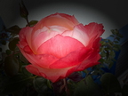 Leuchtende Rosenblüte