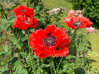 Mohn- Fieber