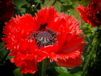 Mohn Königin