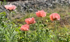Mohnblüten im Garten