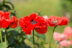 Mohn-amour
