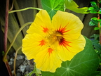 Salatblume
