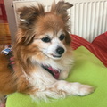 Luna auf dem Sofa 2025