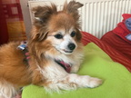 Luna auf dem Sofa 2025