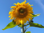 Diesen Sommer