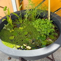 Biotop