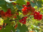 Johannisbeeren